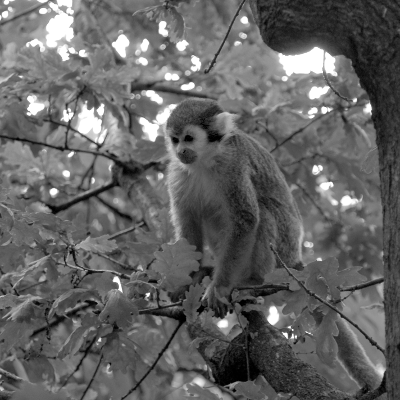 Monkey 1, par Xavier E. G. Dierick